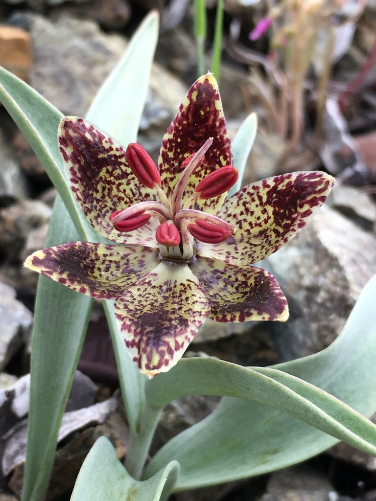 Fritillaria falcata (Talus fritillary), native California herb