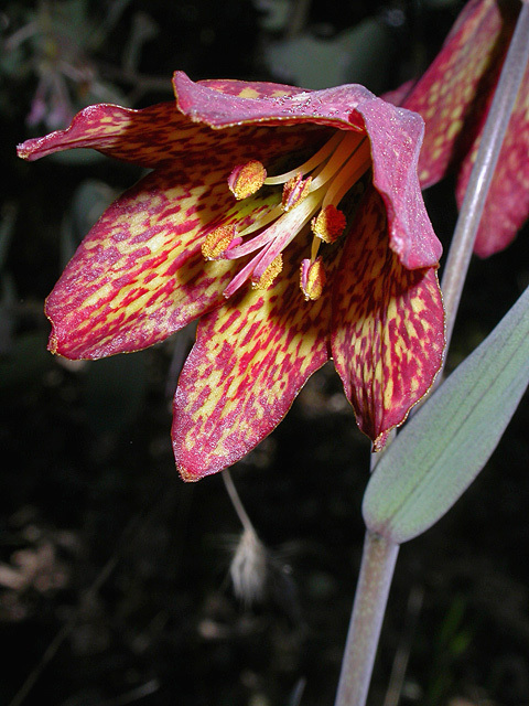 Fritillaria gentneri (Gentner's fritillary), native California herb