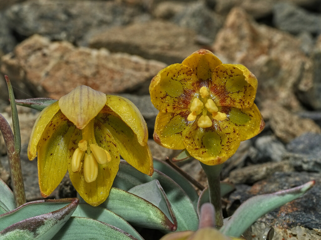 Fritillaria glauca (Siskiyou fritillaria), native California herb