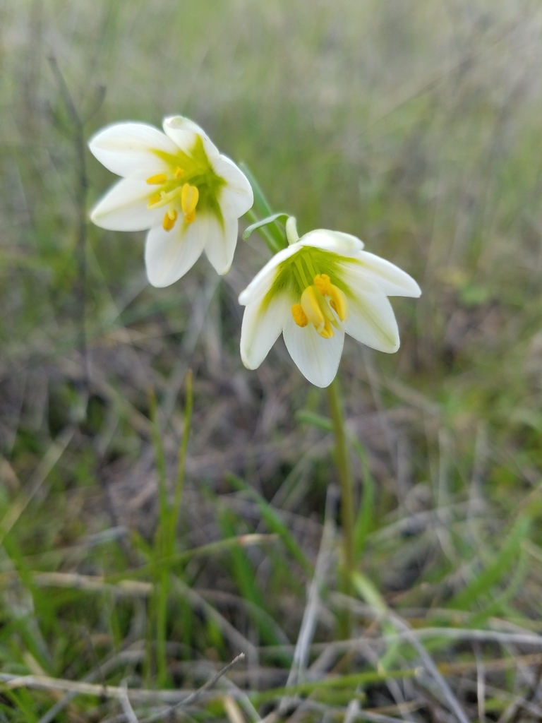 Fritillaria liliacea (Fragrant fritillary), native California herb