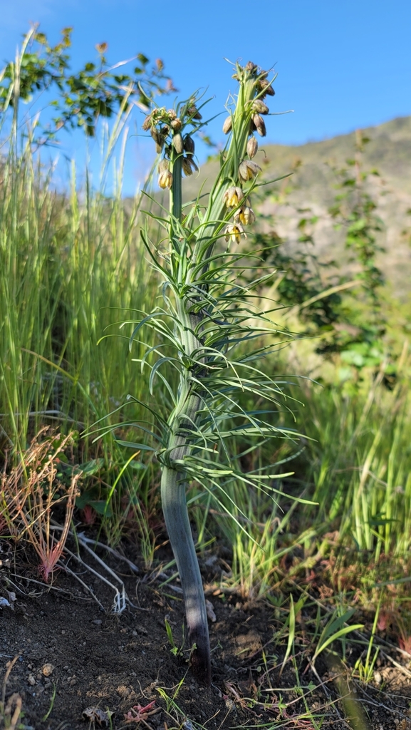 Fritillaria micrantha (Brown bells), native California herb