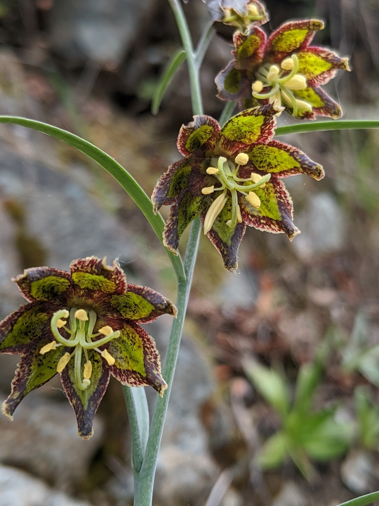 Fritillaria ojaiensis (Ojai fritillary), native California herb