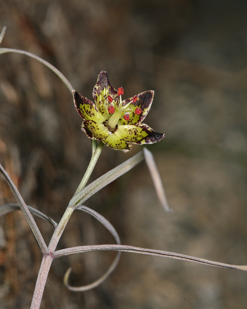 Fritillaria pinetorum (Pine fritillary), native California herb
