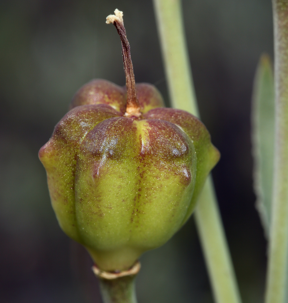 Fritillaria pluriflora (Adobe-lily), native California herb