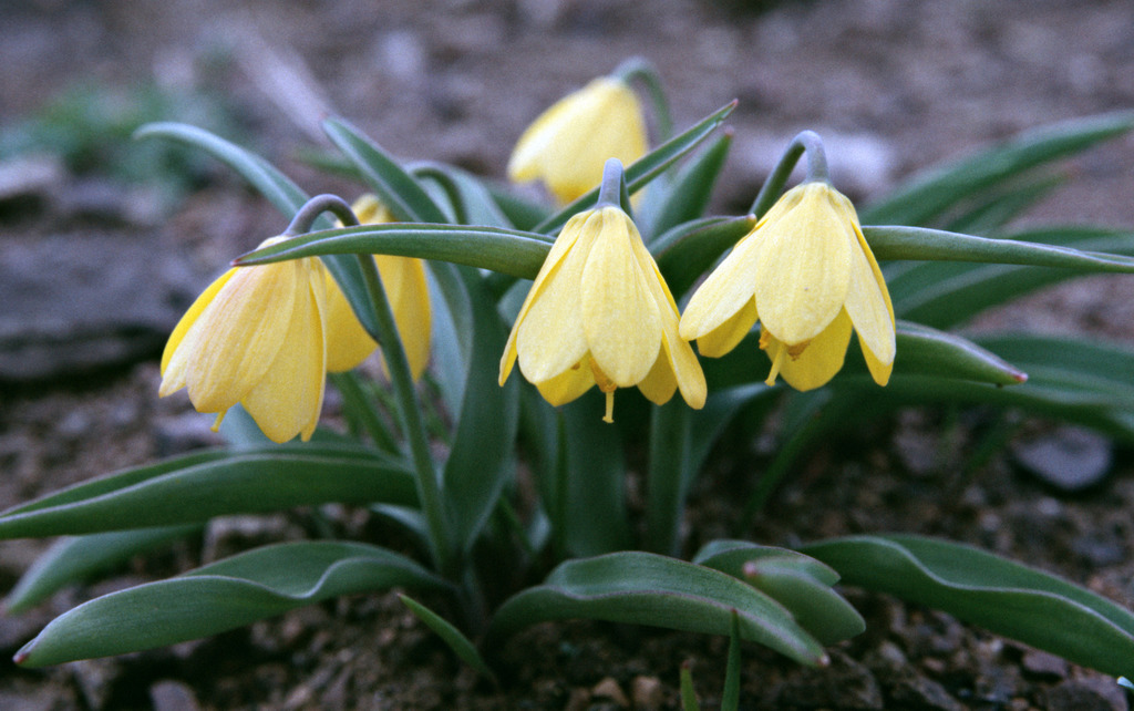 Fritillaria pudica (Yellow fritillary), native California herb