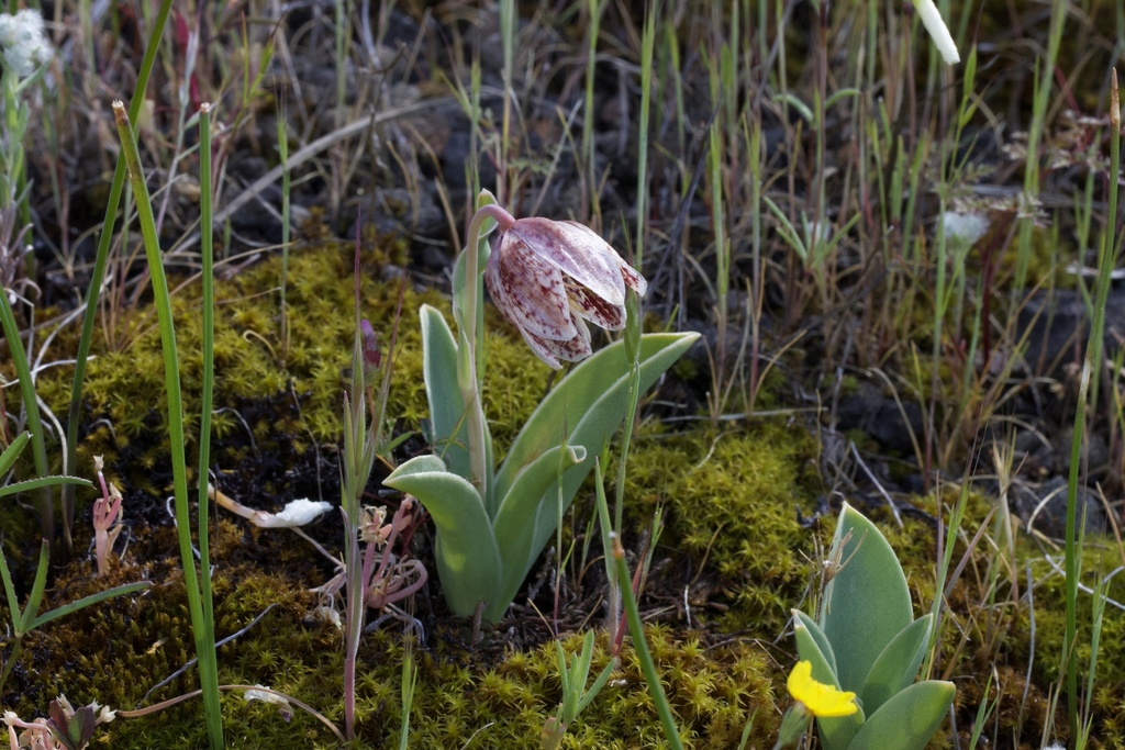 Fritillaria purdyi (Purdy's fritillary), native California herb