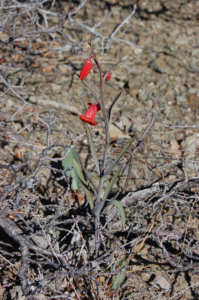 Fritillaria recurva (Scarlet fritillary), native California herb