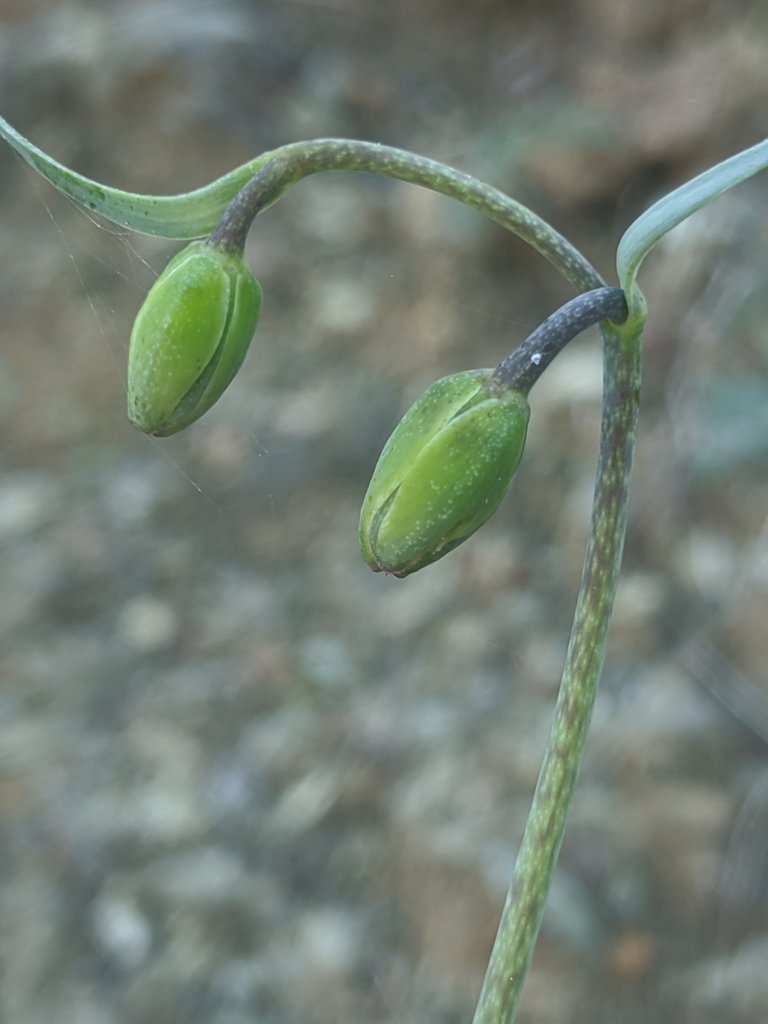 Fritillaria roderickii (Roderick's Fritillary), California species