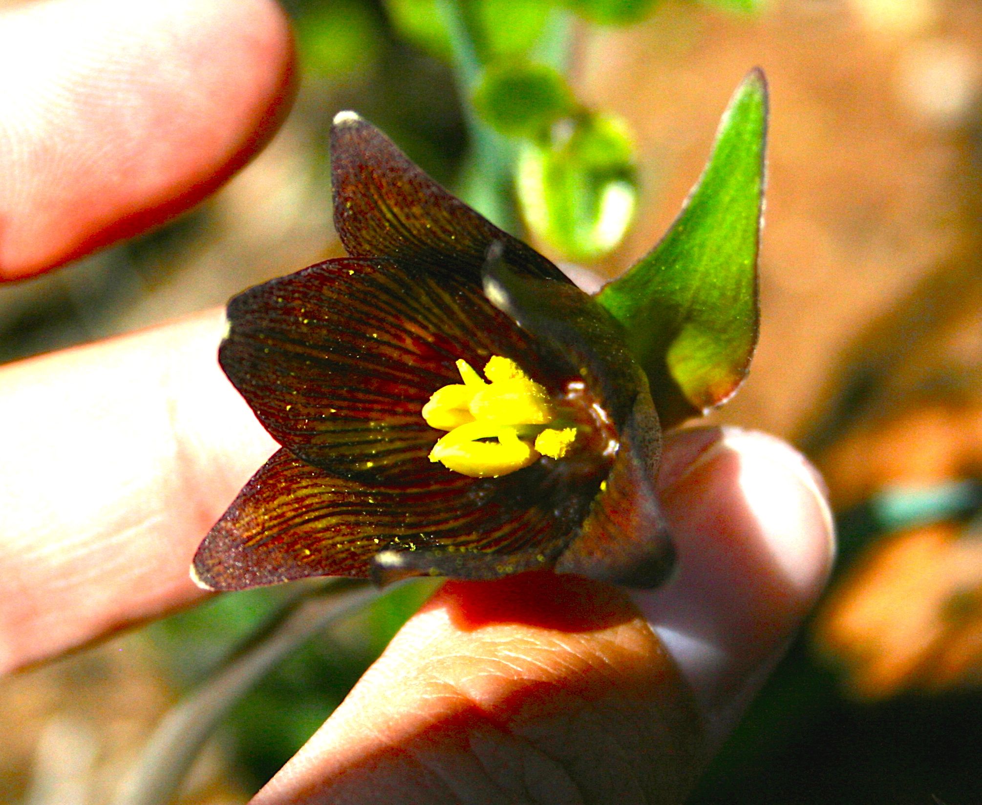 Fritillaria sp. (Fritillary), native California perennial