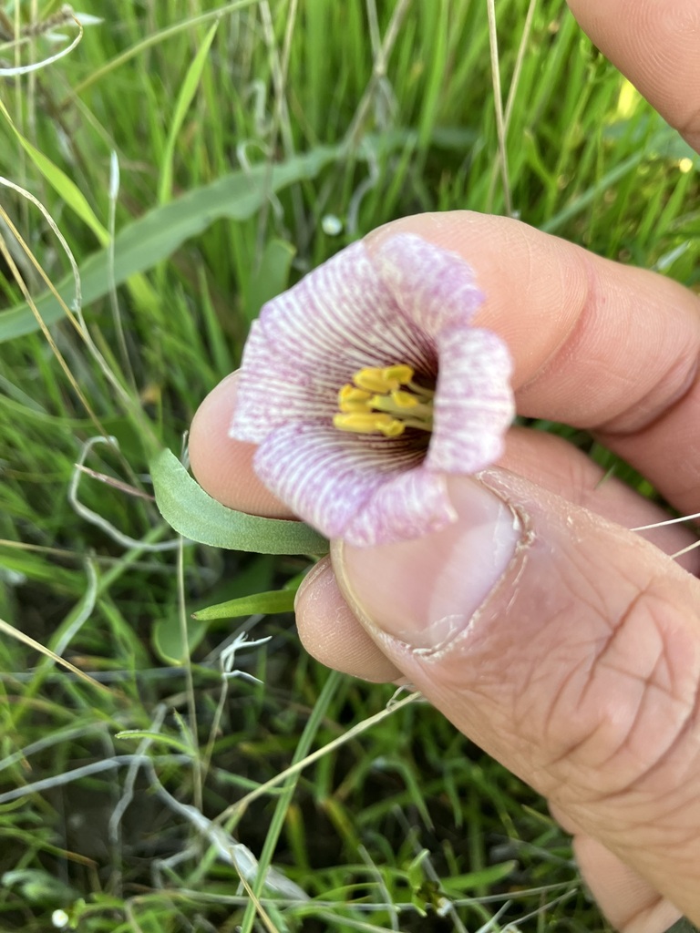 Fritillaria striata (Striped adobe-lily), native California herb
