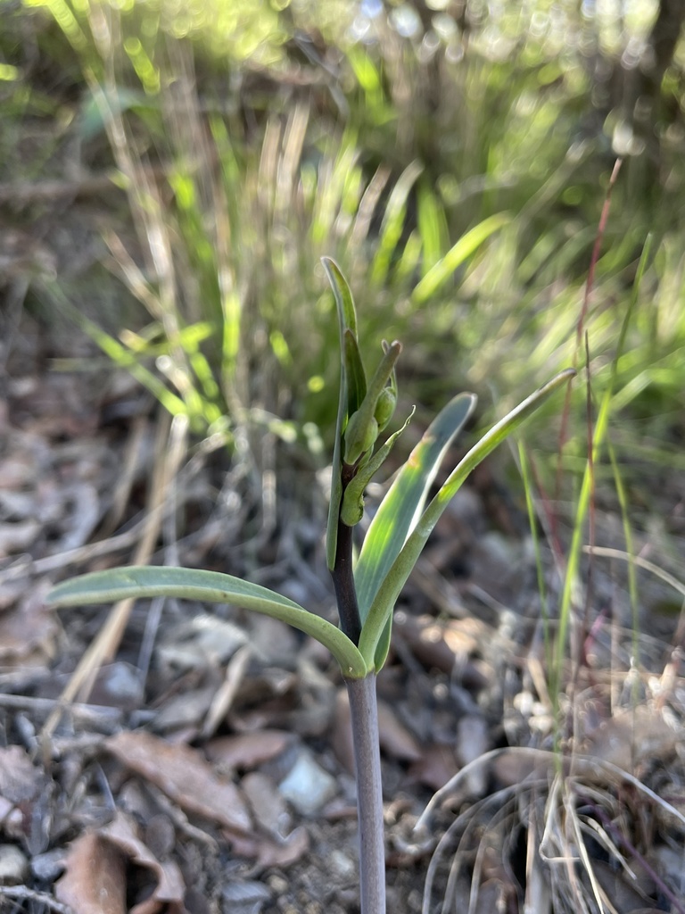 Fritillaria viridea (San benito fritillary), native California herb