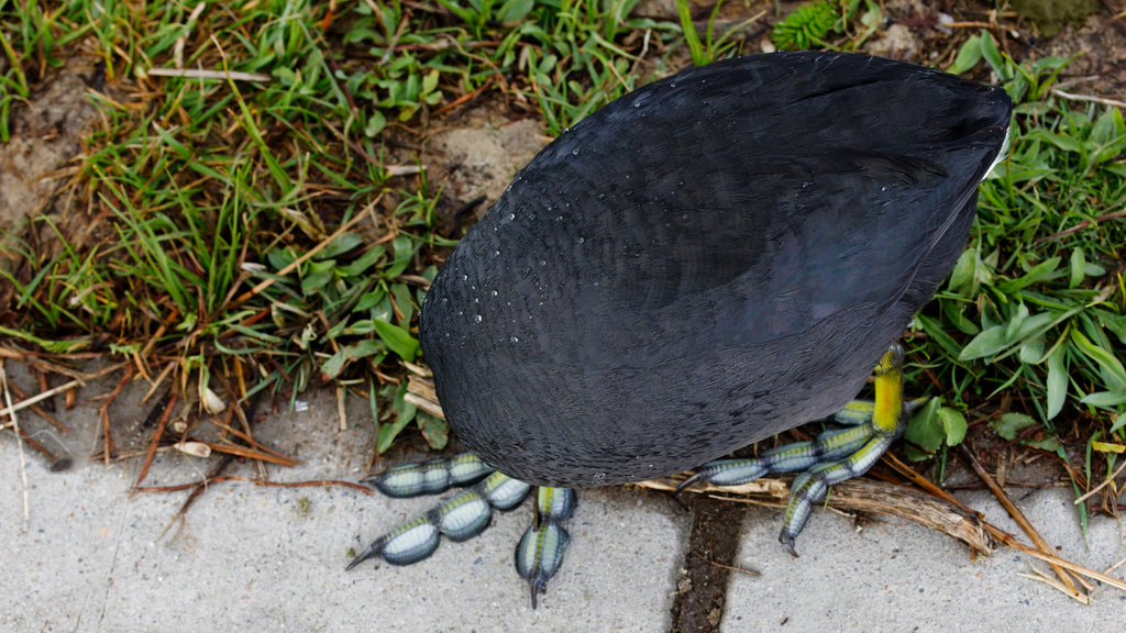 Fulica americana (American Coot), California species