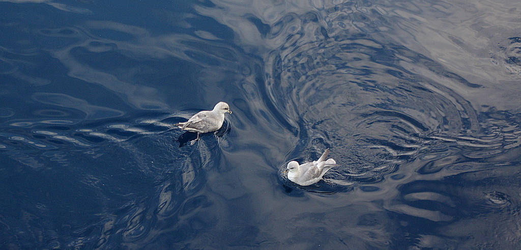 Fulmarus glacialis (Northern Fulmar), California species