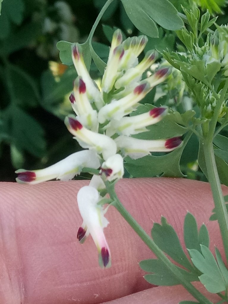 Fumaria capreolata (White ramping fumitory), non-native California herb