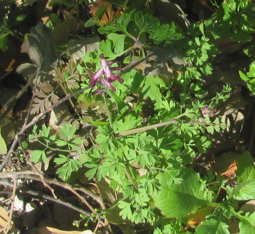 Fumaria officinalis (Fumitory), non-native California herb