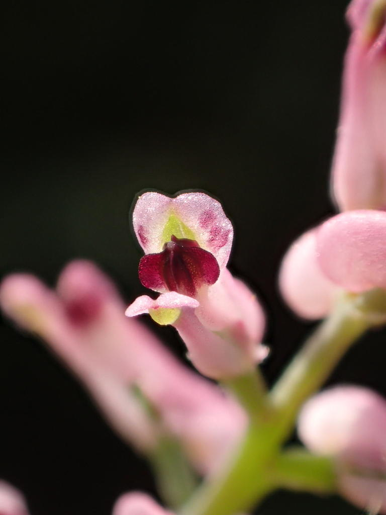 Fumaria parviflora (Fine leaved fumitory), non-native California herb
