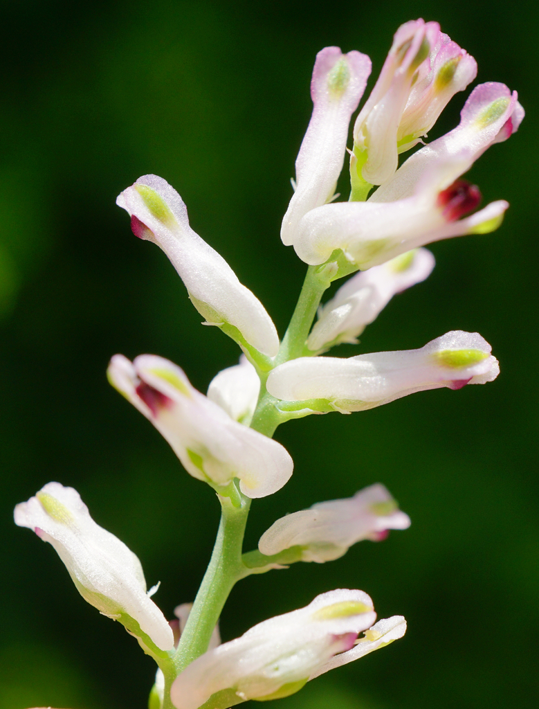 Fumaria sp., non-native California annual