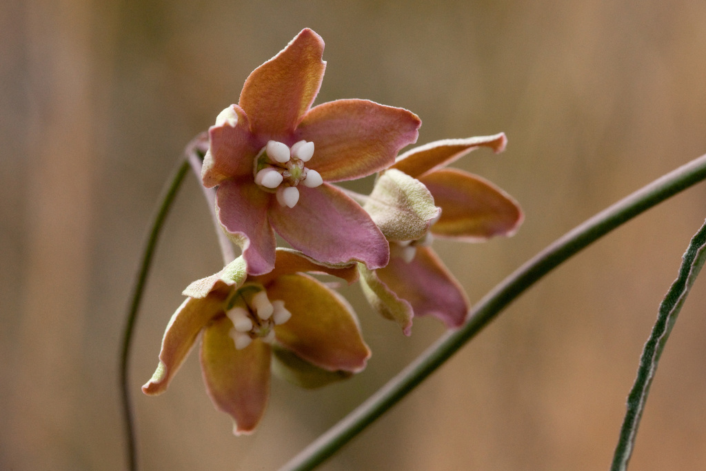 Funastrum crispum (Wavyleaf twinevine), native California vine