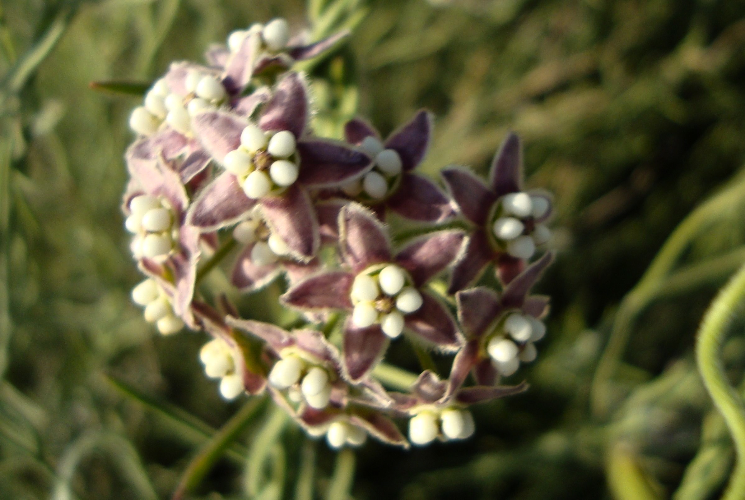Funastrum hirtellum (Trailing townula), native California vine