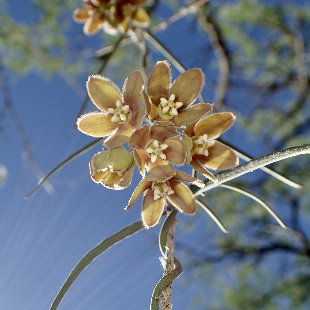 Funastrum sp., native California perennial