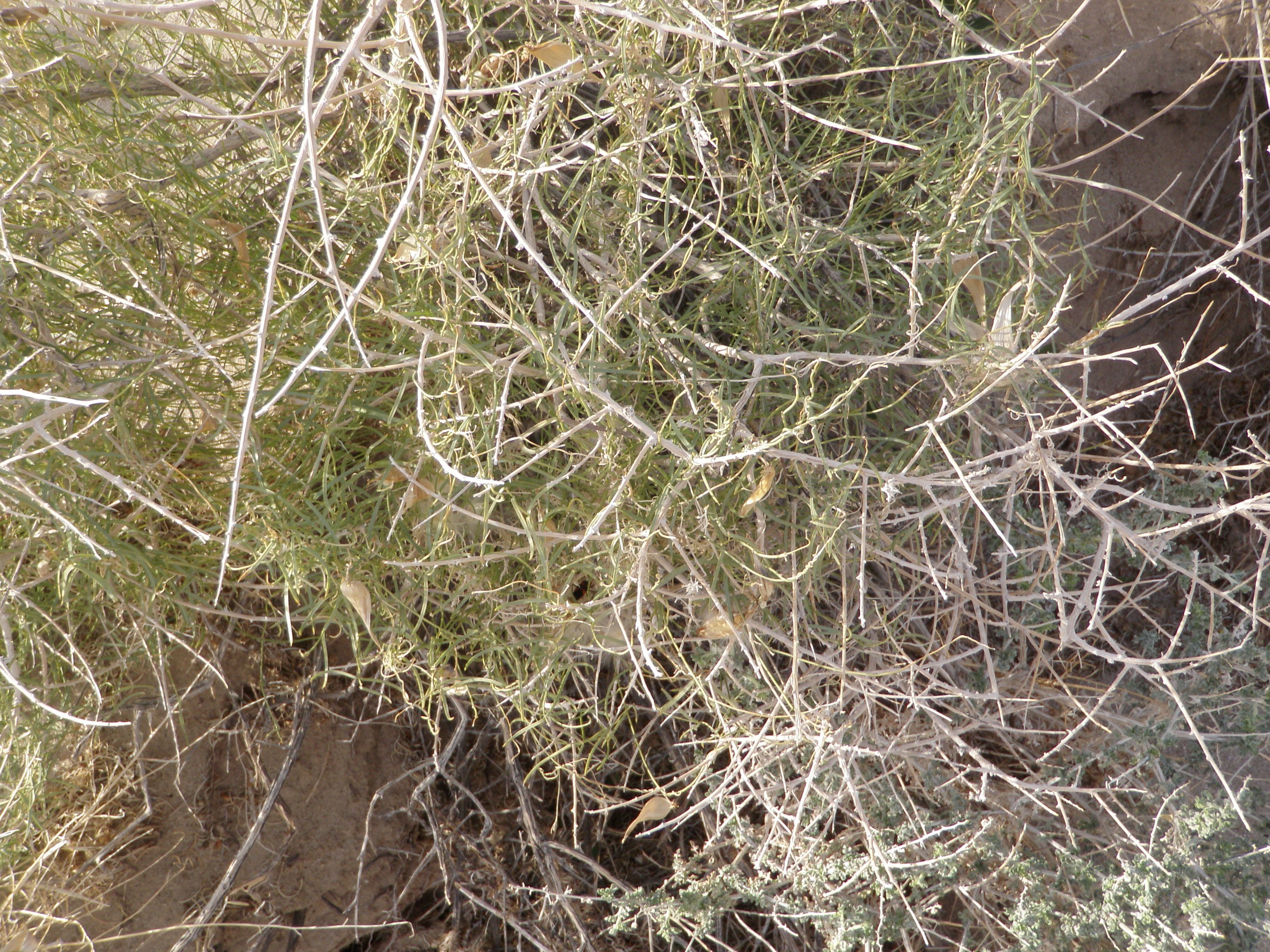 Funastrum utahense (Utah vine milkweed), native California vine