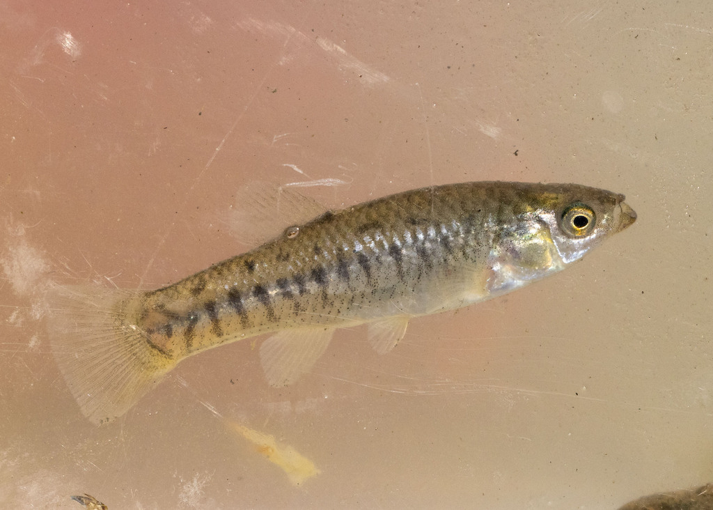 Fundulus parvipinnis (California killifish), California species