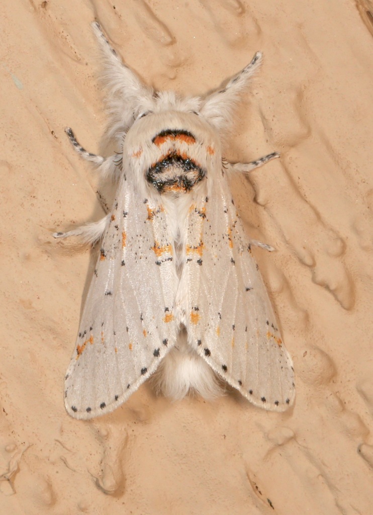 Furcula cinereoides, California species