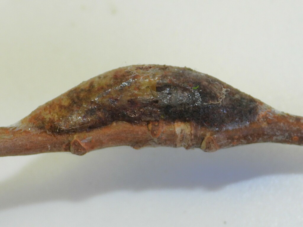 Furcula modesta, California species