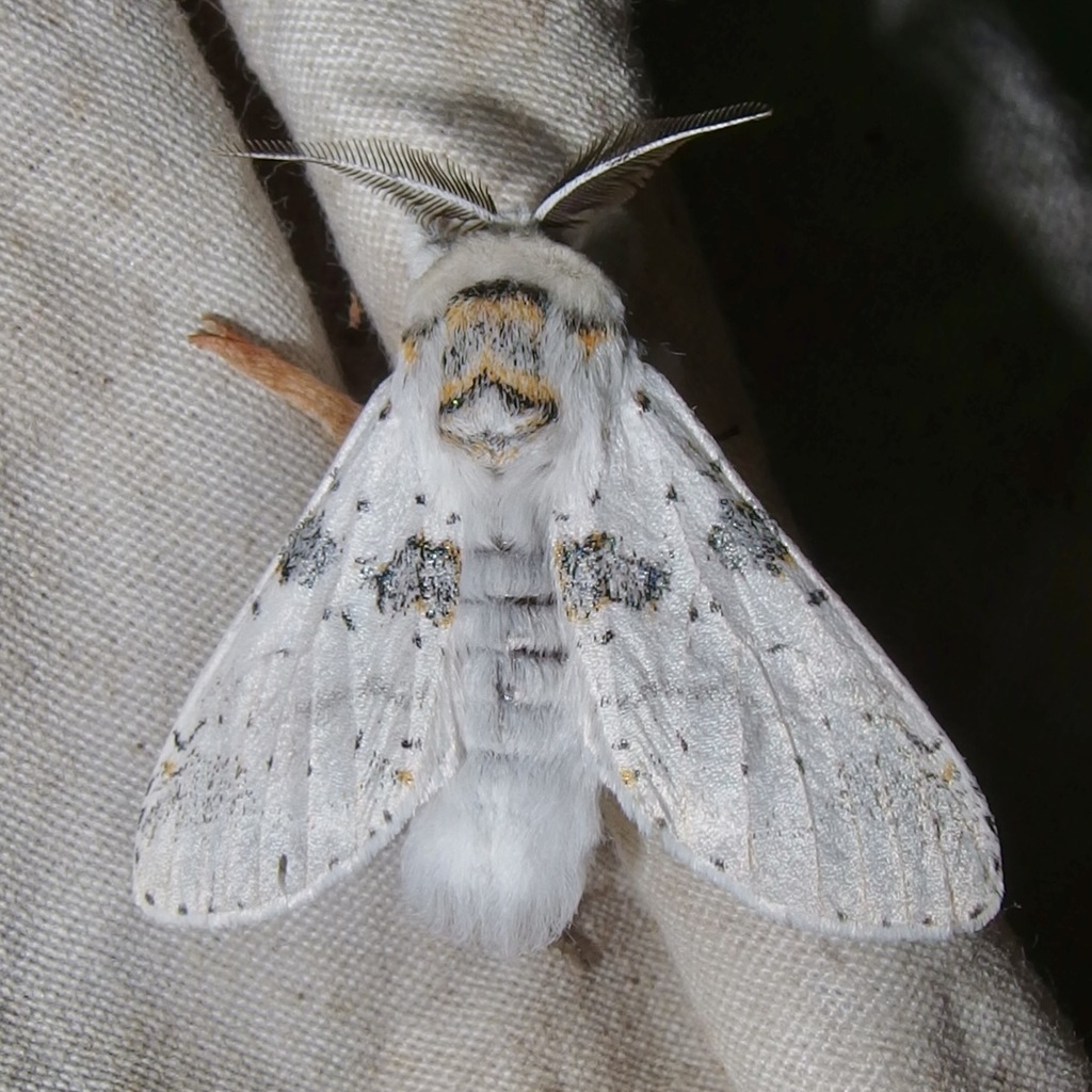 Furcula nivea, California species