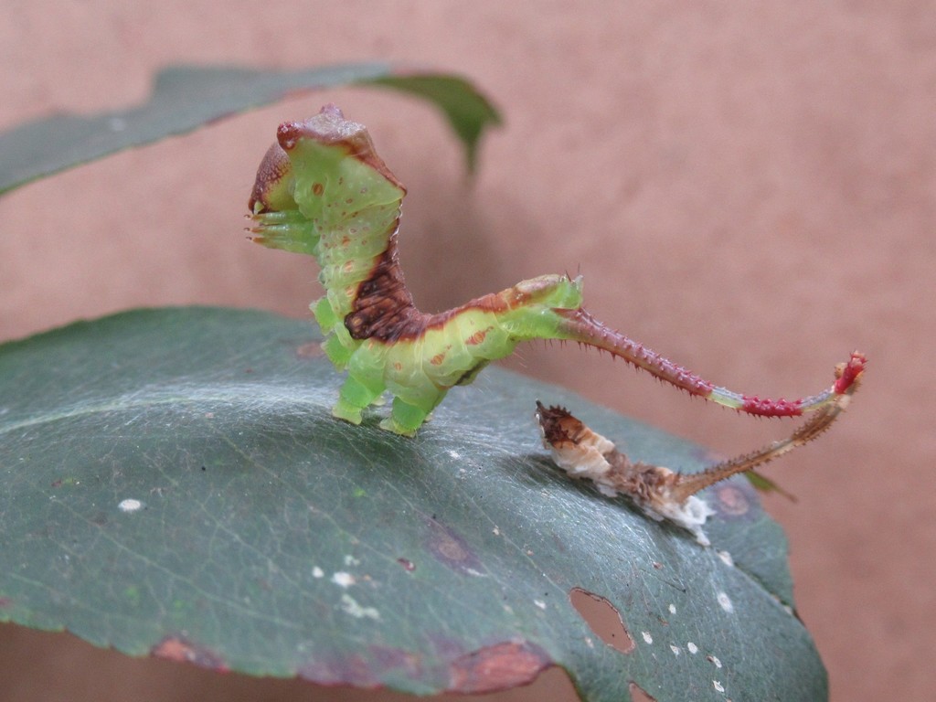 Furcula scolopendrina (Zigzag Furcula Moth), California species