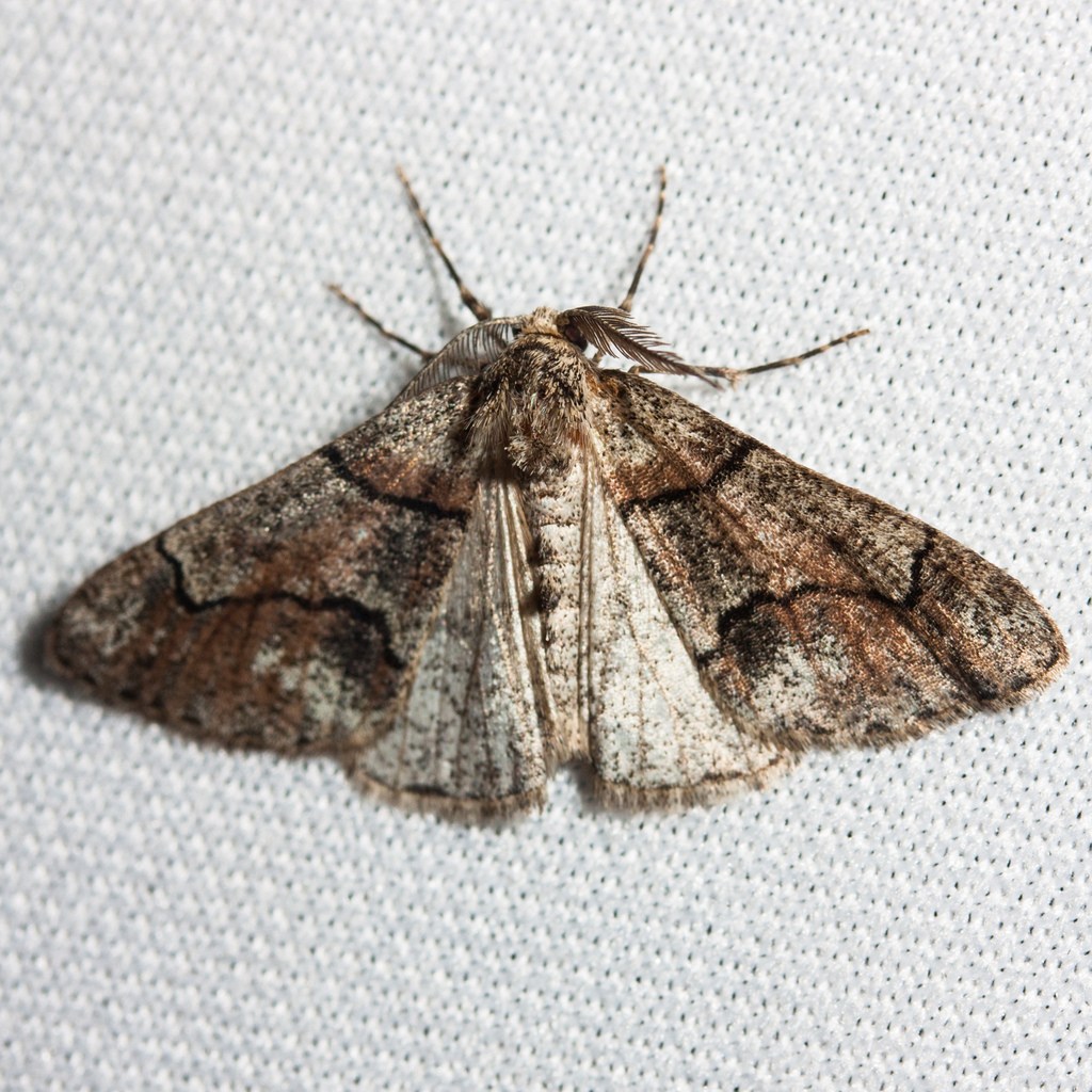 Gabriola dyari, California species