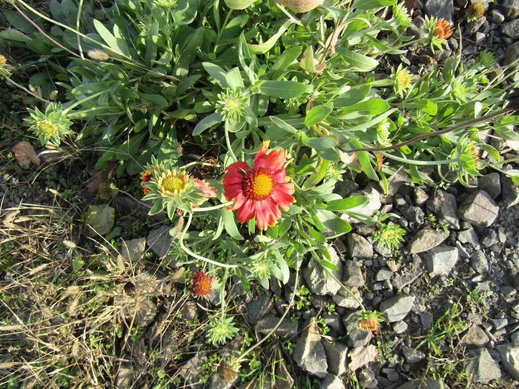 Gaillardia aristata (Blanketflower), non-native California herb