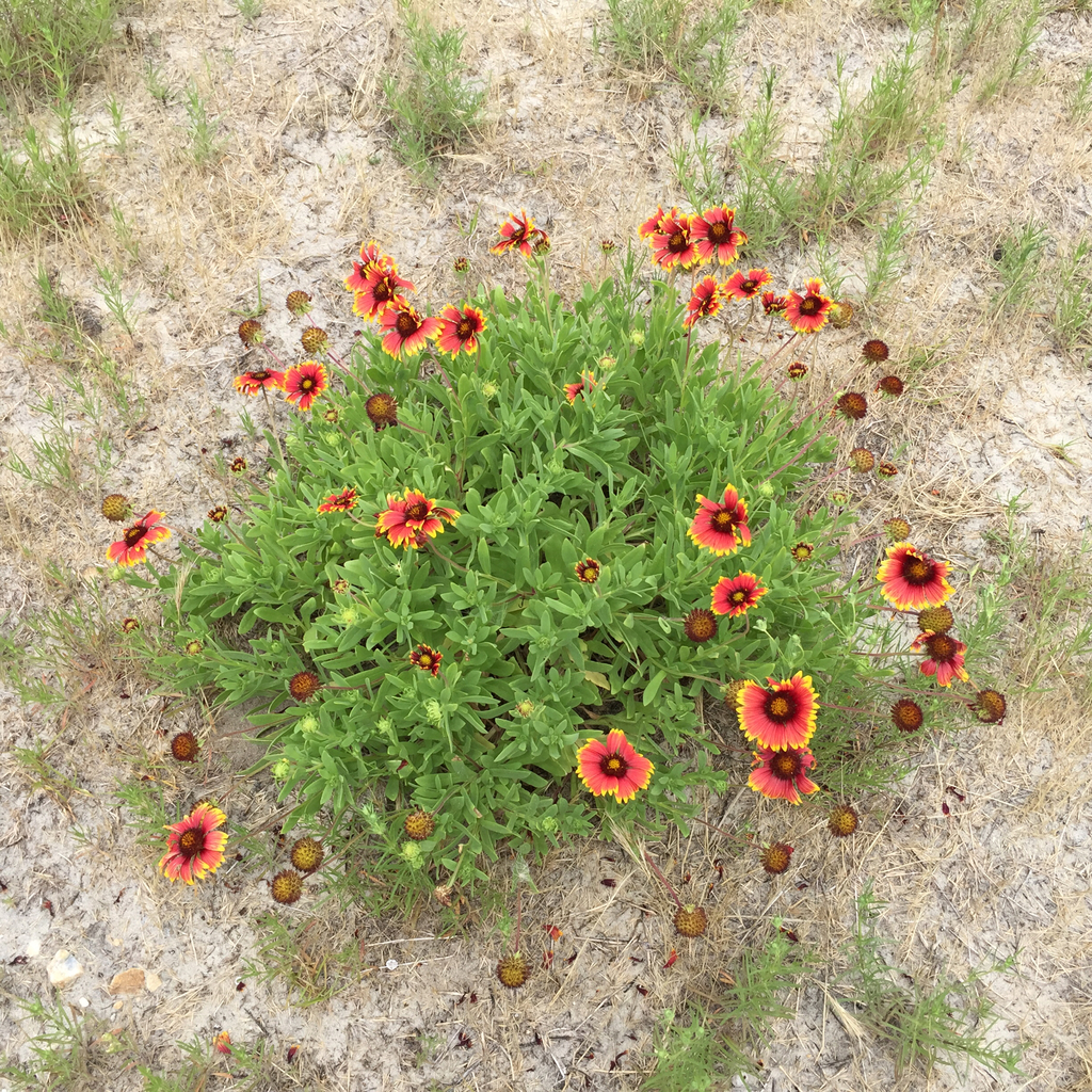 Gaillardia pulchella (Firewheel indian blanket), non-native California subshrub
