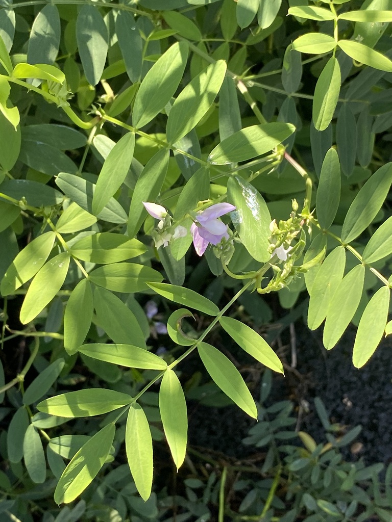 Galega officinalis (professorweed), California subshrub