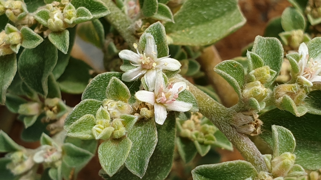 Galenia pubescens (coastal Galenia, Galenia, blanket weed, carpet weed, green Galenia), California herb