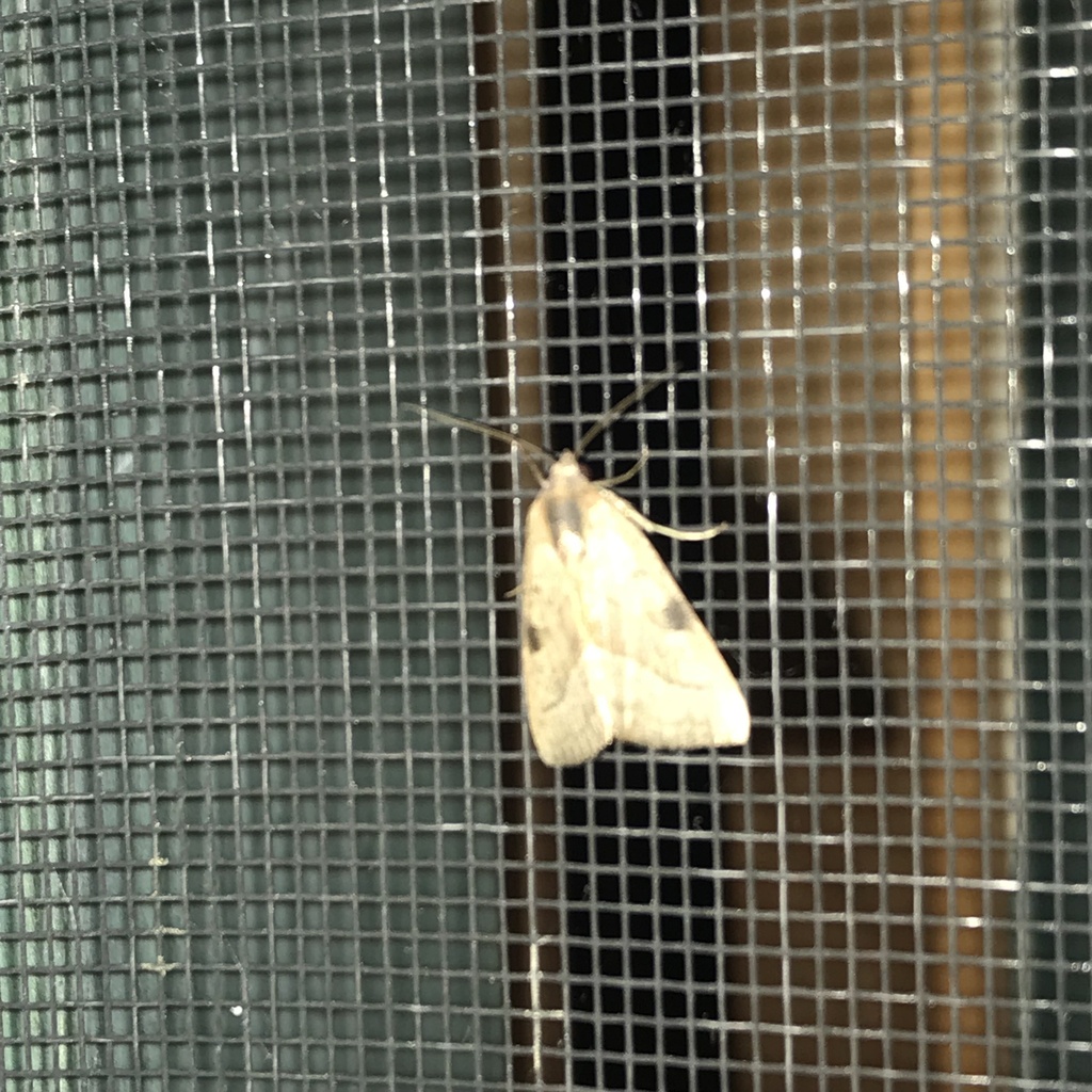 Galgula partita (Wedgling Moth), California species