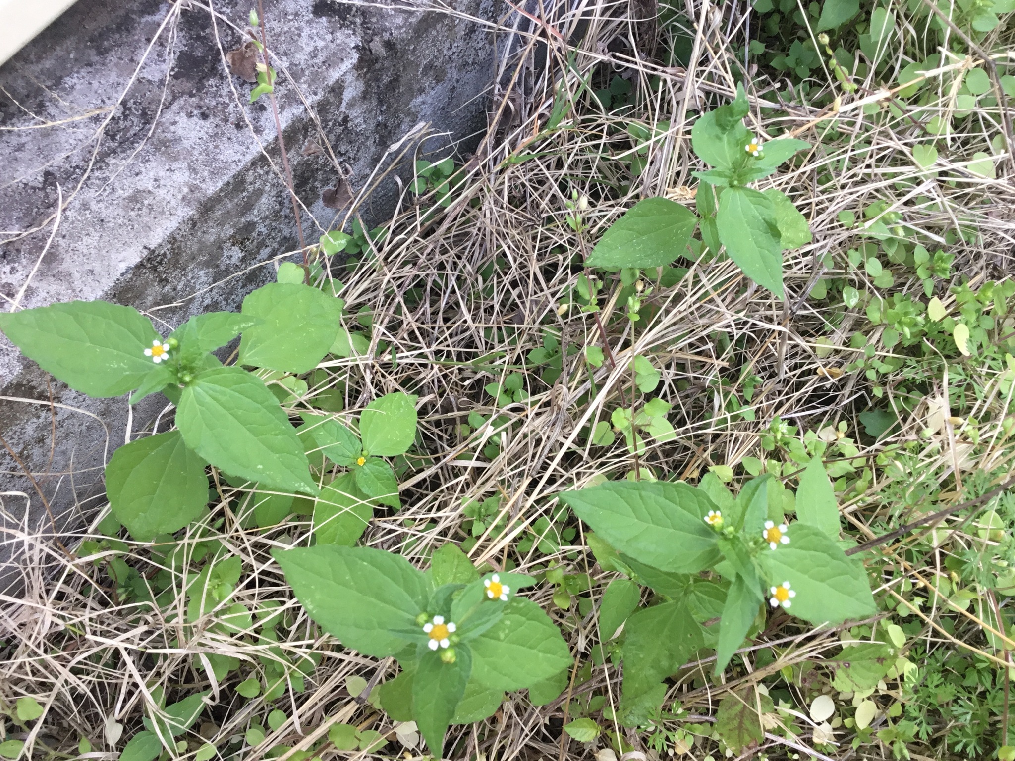 Galinsoga parviflora var. parviflora (Few flowered galinsoga), non-native California annual