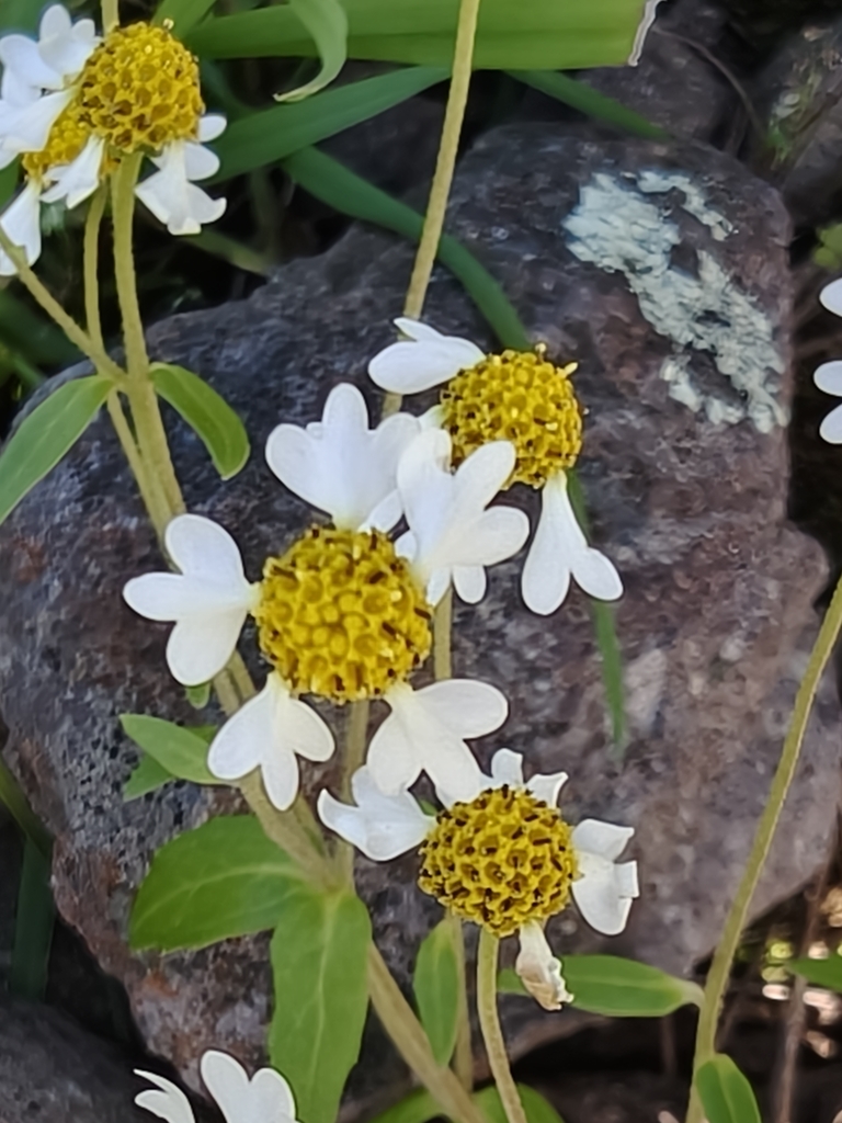 Galinsoga sp., non-native California annual