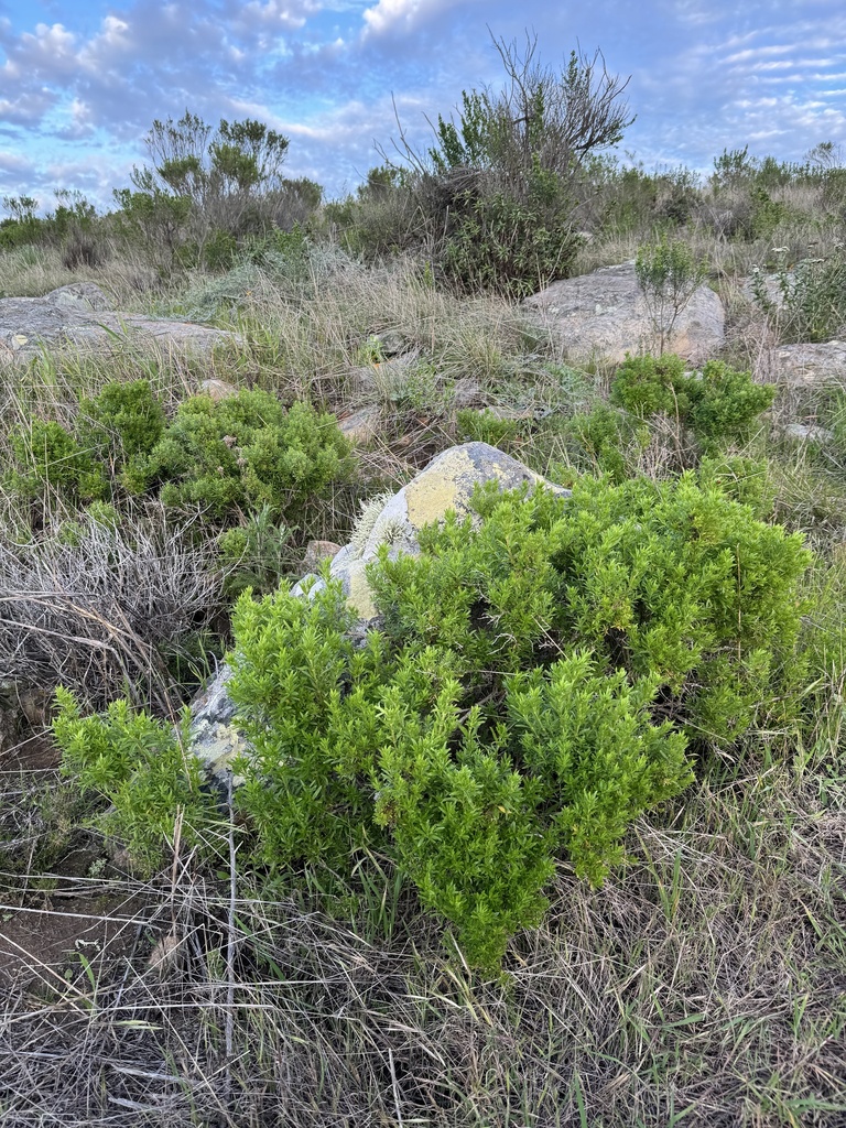 Galium acrispum (San clemente island bedstraw), native California species