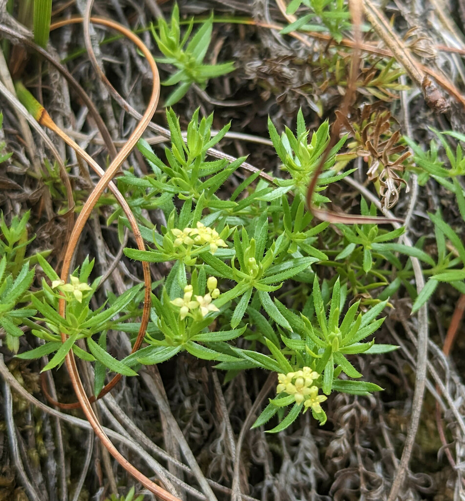 Galium ambiguum subsp. ambiguum, native California herb