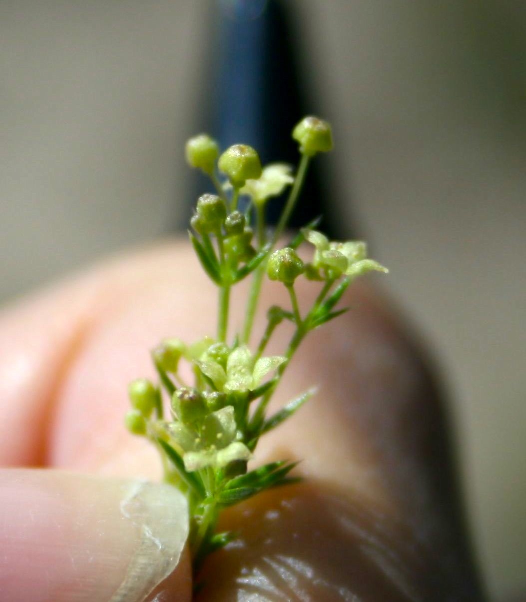 Galium andrewsii — parent species of Galium andrewsii subsp. andrewsii