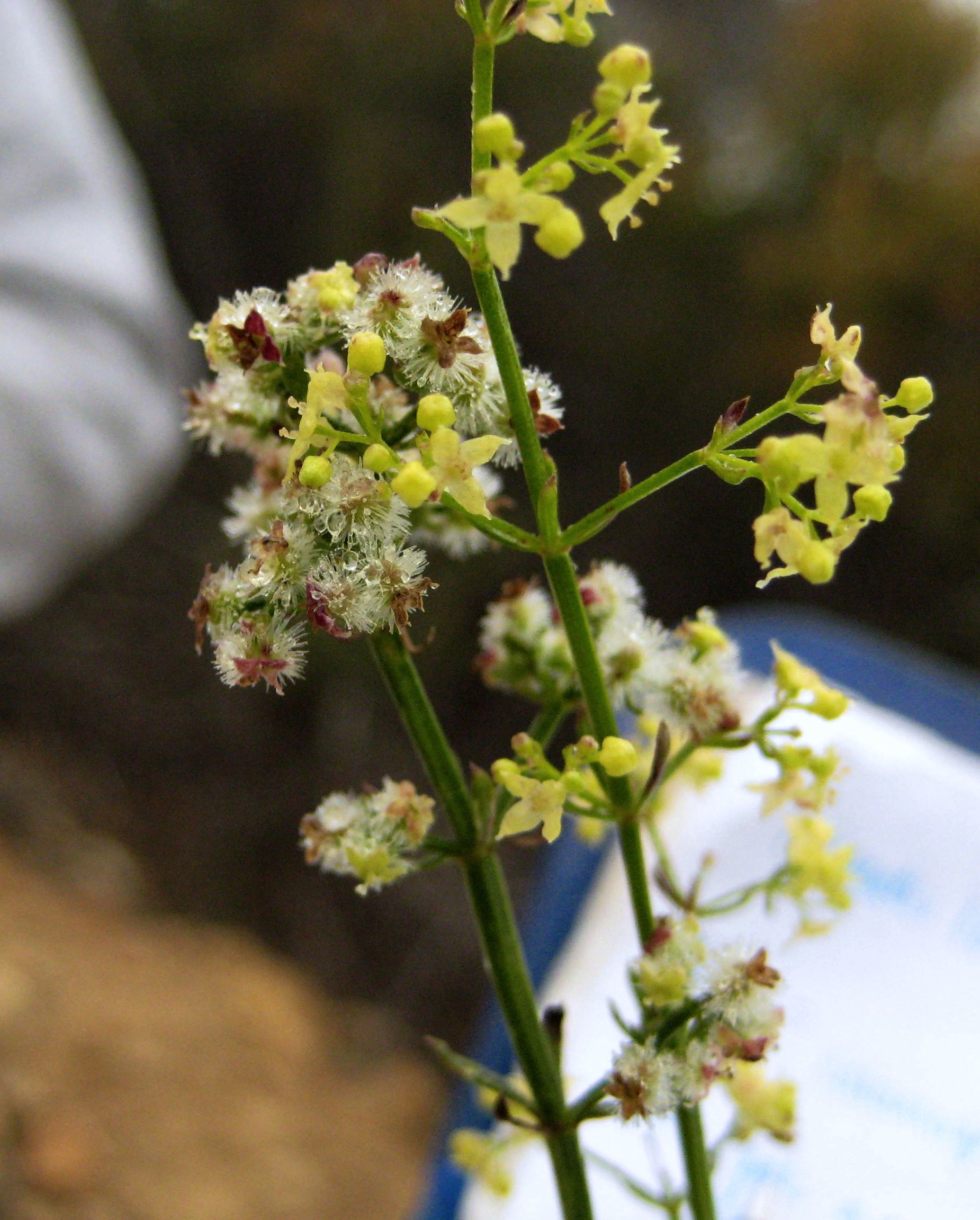 Galium angustifolium — parent species of Galium angustifolium subsp. angustifolium