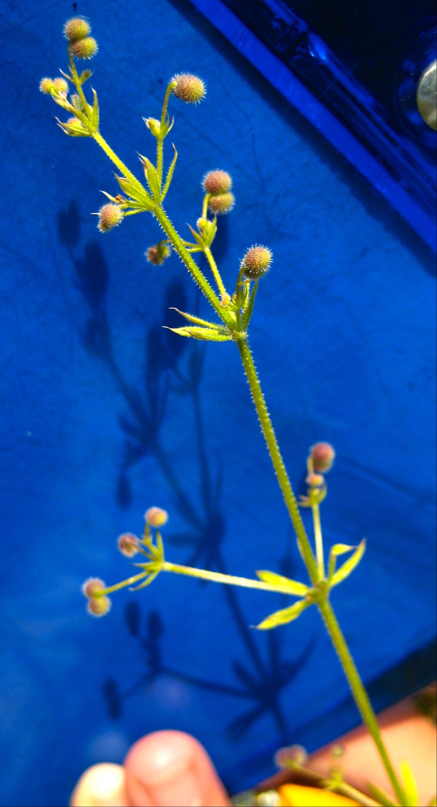 Galium aparine (Goose grass), native California vine