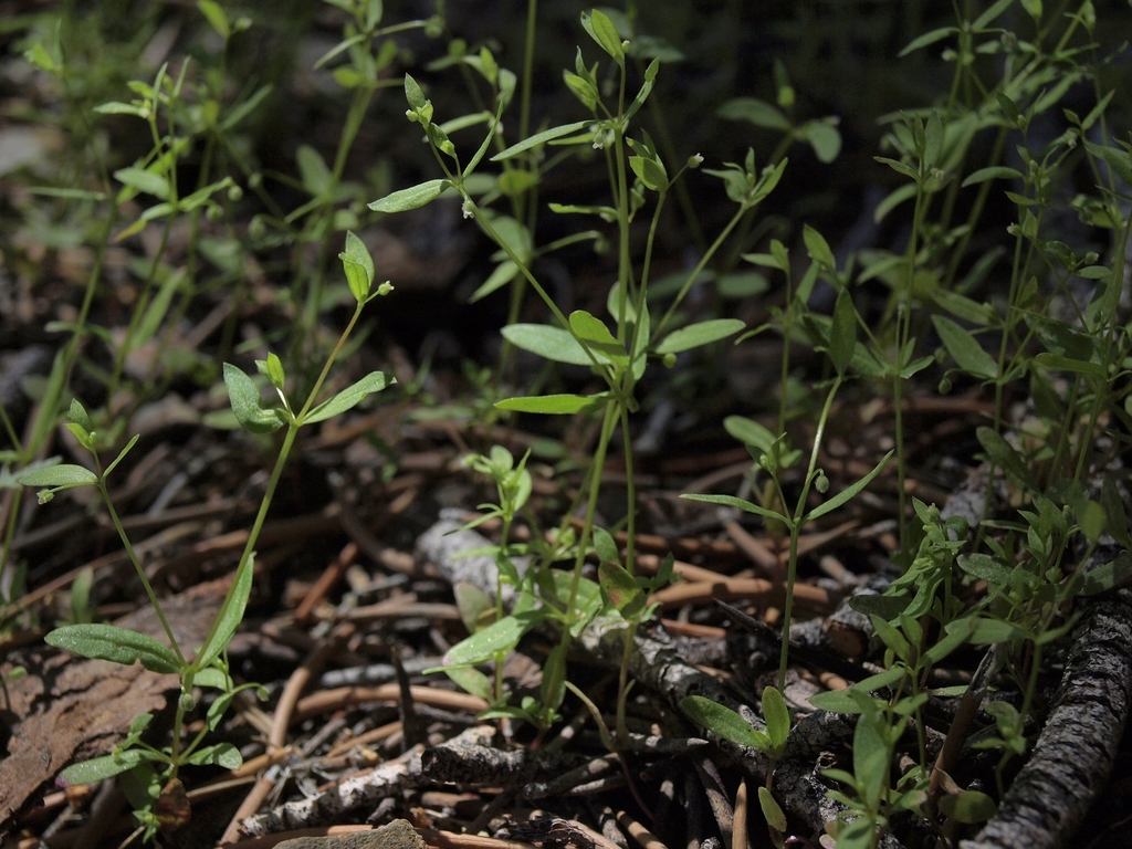 Galium bifolium (Low mountain bedstraw), native California herb