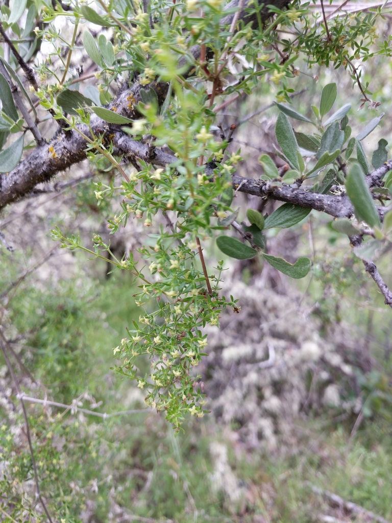 Galium bolanderi (Bolander's bedstraw), native California subshrub