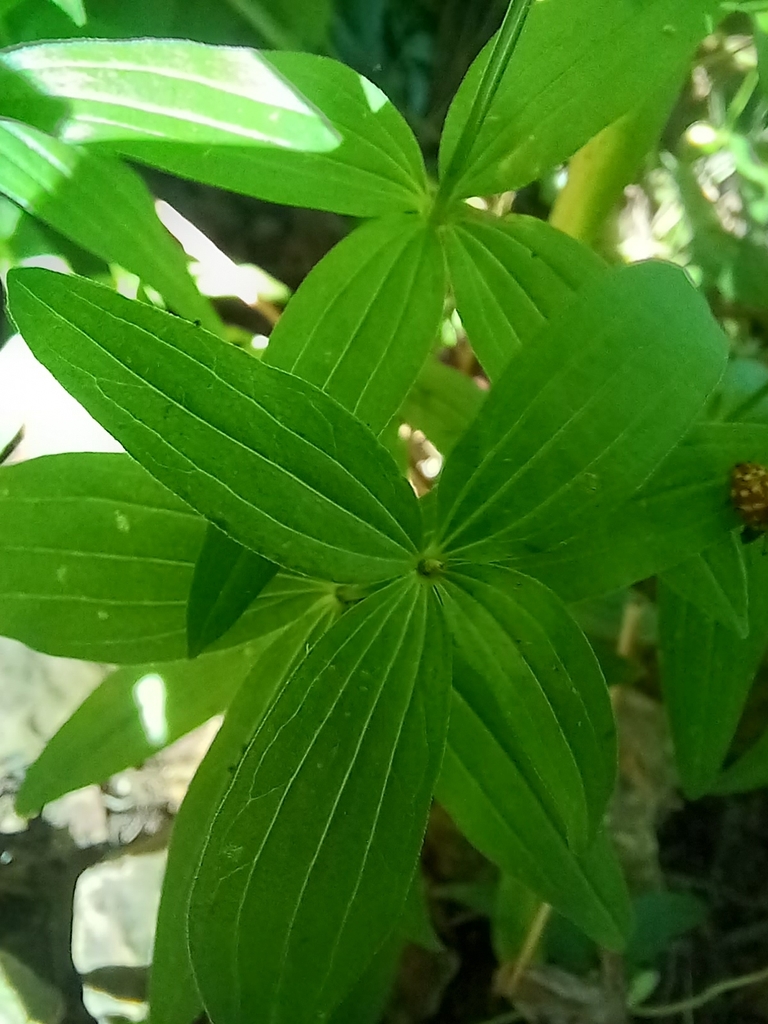 Galium boreale (Northern bedstraw), native California subshrub