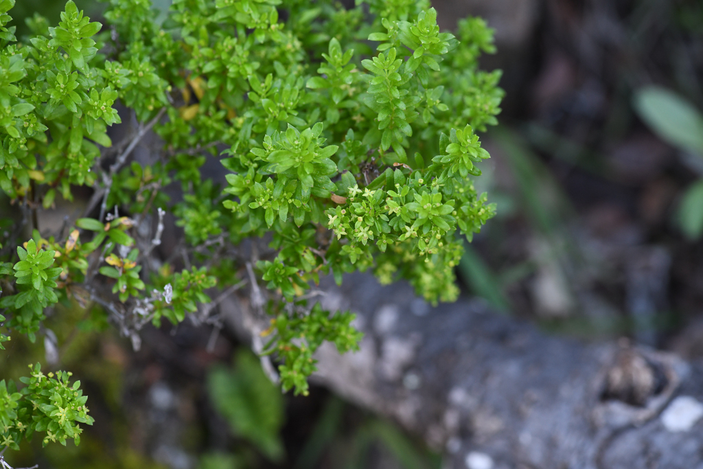 Galium buxifolium (Box bedstraw), native California subshrub