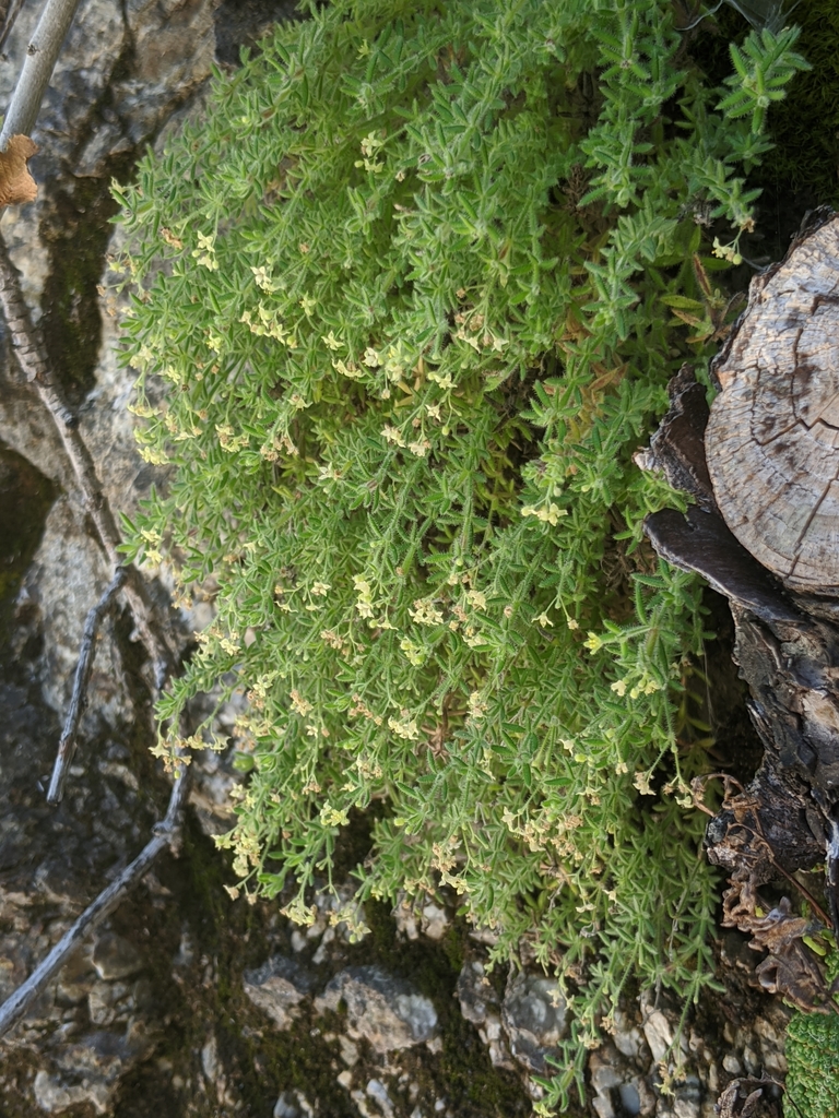 Galium californicum (California bedstraw), native California subshrub