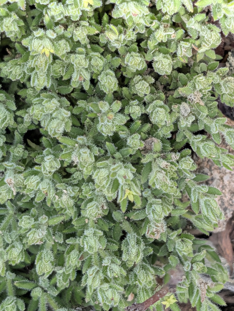 Galium clementis (Santa lucia bedstraw), native California subshrub