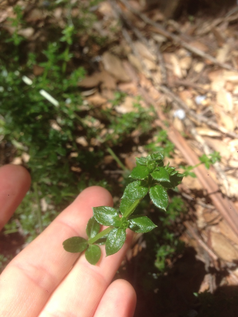 Galium cliftonsmithii (Santa barbara bedstraw), native California shrub